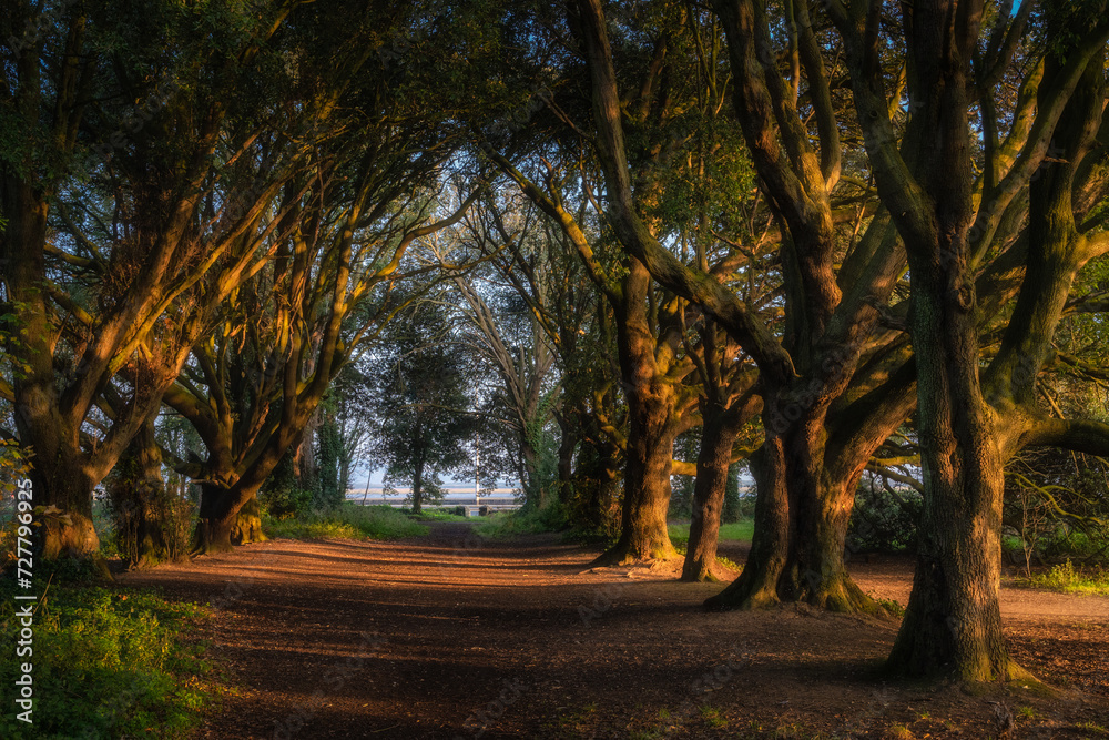 Naklejka premium Footpath surrounded by majestic oak trees illuminated by sunlight at sunset in st Annes Park, Dublin, Ireland