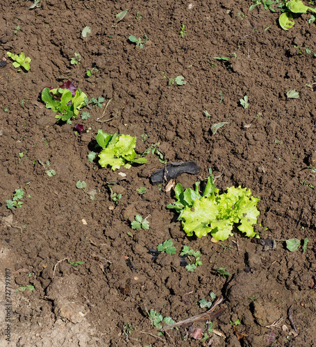 A row of small seedling lettuces growing in bare earth