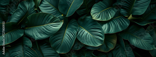 Wallpaper Mural A nature background featuring an abstract green leaf texture. The image showcases dark green tropical leaves in close-up, revealing layered textures and various elements of tropical flora. Torontodigital.ca