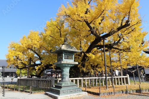 Large ginkgo tree in Nishi Hongwanji Temple  Kyoto  Japan