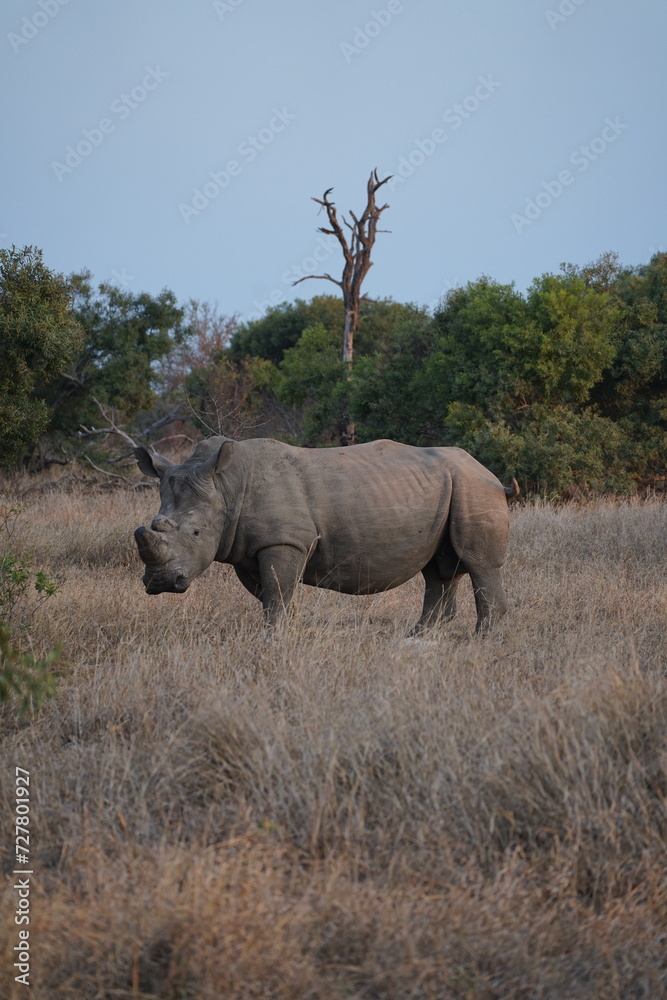 rhinocéros afrique rhinocéros afrique