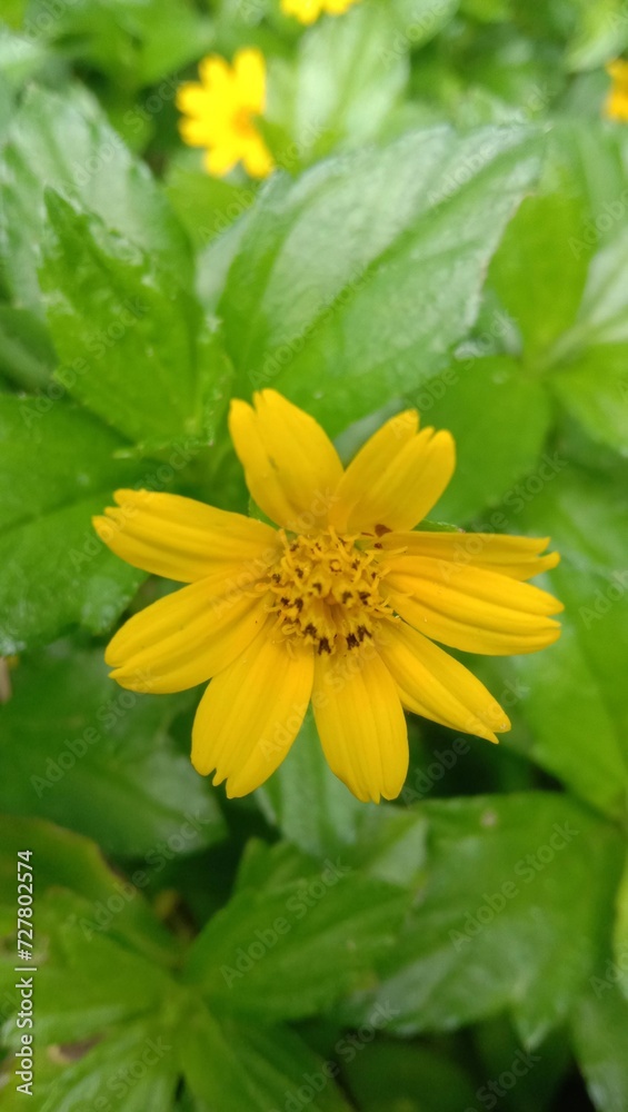 beautiful and beautiful photos of flowers in the garden for the background beautiful and beautiful photos of flowers in the garden for the background