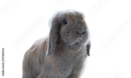 A lovely cute Holland Lop rabbit, isolated on white background