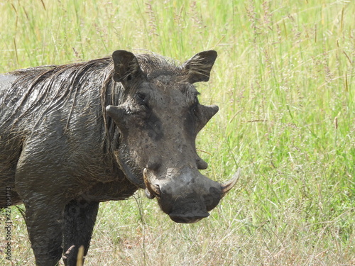 Warthog headshot © Brian