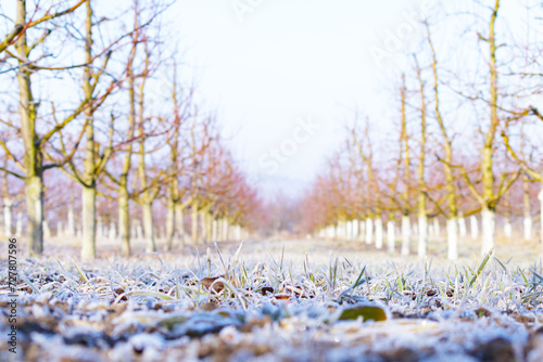 Morning frost on grass and trees in apple orchard. Orchard blur with soft light for background.