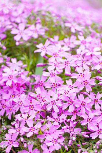 Close-up of pink Moss phlox flowers pink verbena on a blurred background.