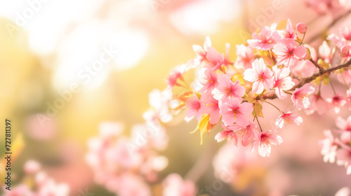 Holiday flowers backdrop with soft tender cherry blossoms in full bloom against blurred bokeh background. Template of card for mothers day, woman's day, valentines day, 8 march or birthday
