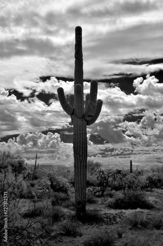 Infrared Saguaro Cactus Sonora desert Arizona