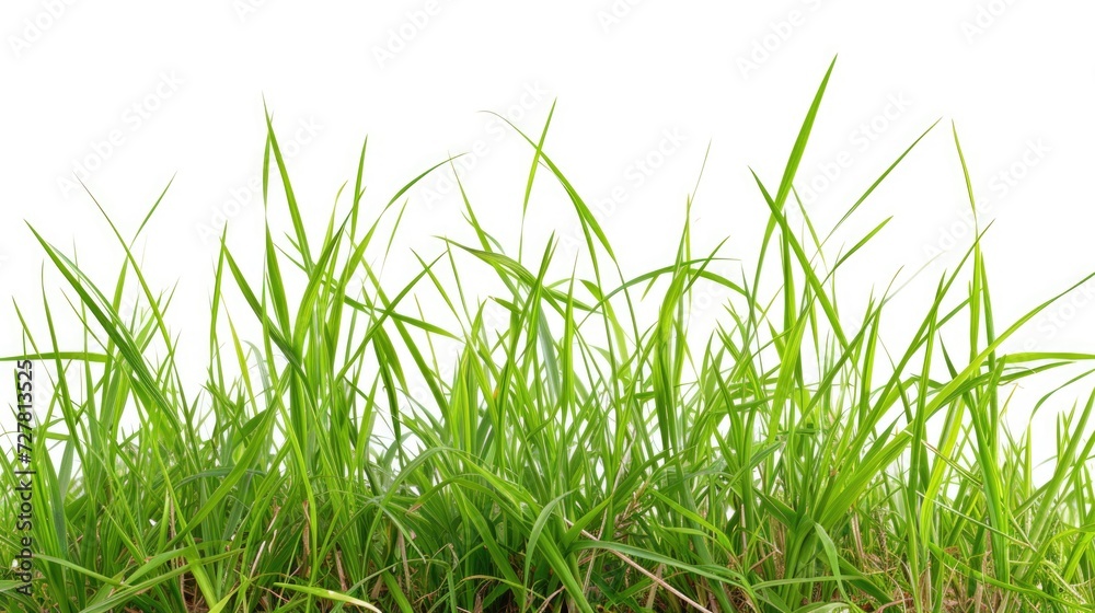Close-up view of a bunch of green grass. Can be used to depict nature, environment, or landscaping Close-up view of a bunch of green grass. Can be used to depict nature, environment, or landscaping