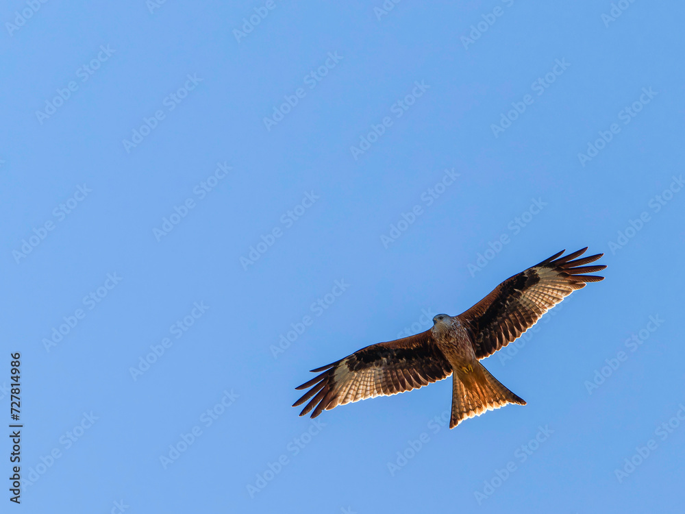Red kite flying in the blue sky. Red kite (Milvus milvus) flying in the Spanish Pyrenees. April. It is resident in the milder parts of its range in western Europe and northwest Africa. Red kite flying in the blue sky. Red kite (Milvus milvus) flying in the Spanish Pyrenees. April. It is resident in the milder parts of its range in western Europe and northwest Africa.