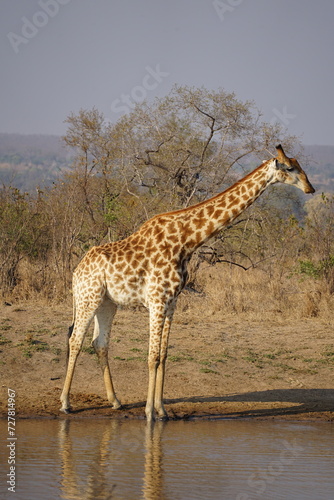 girafe safari afrique