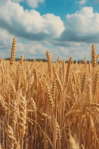 A picture of a vast field of wheat with a clear blue sky in the background. Perfect for agricultural or nature-themed projects