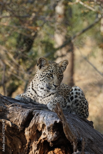 Fototapeta Naklejka Na Ścianę i Meble -  léopard safari afrique