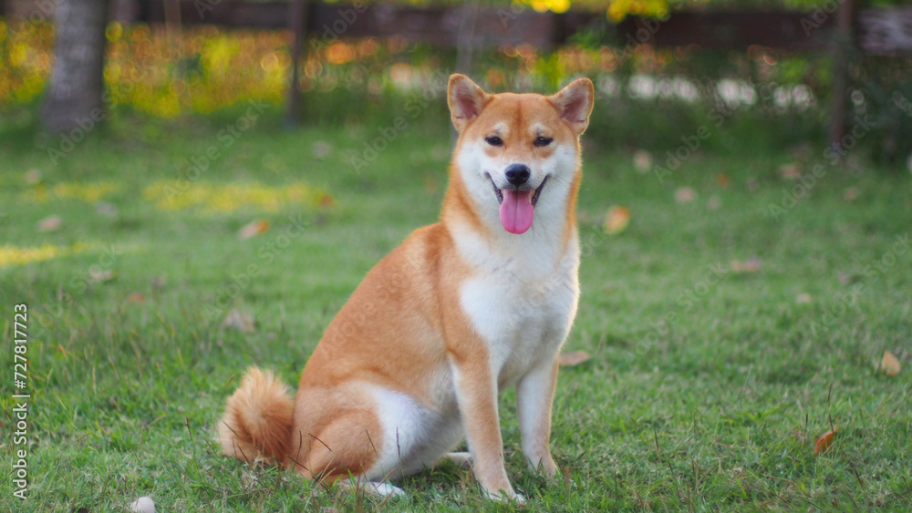 Close-up Portrait of female Shiba inu (dog) in the garden at golden sunset in summer.