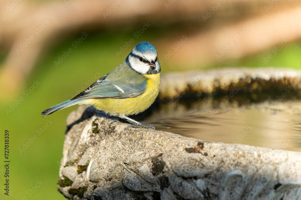 Obraz premium Blue tit (Cyanistes caeruleus) portrait image of an Eurasian bird perched on a bird bath which is a common small garden songbird found in the UK and Europe stock photo
