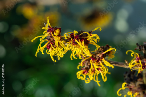 Fotótapéta Hamamelis mollis (witch hazel) a winter spring flowering tree shrub plant which