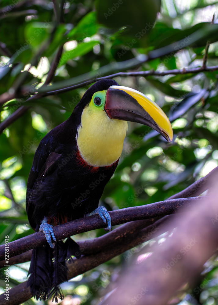 Fototapeta premium Yellow-throated Toucan (Ramphastos ambiguus) in Central and South America