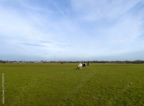 Horses and Piebald ponies grazing at sunset in Port Meadow, Oxford