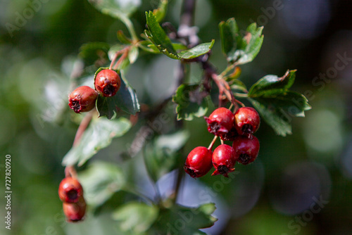 Hawthorn Berries (Crataegus) In Bidford-On-Avon, England