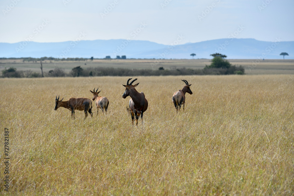 Topi Antelope in the savannah of Africa