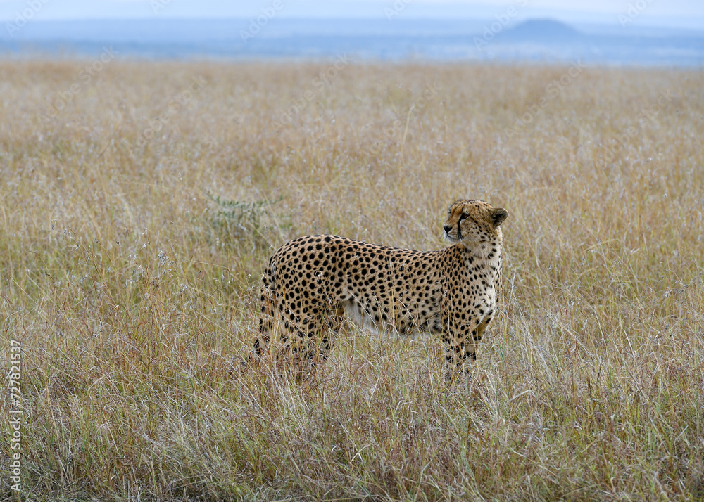 cheetah in the vast wilderness of Africa cheetah in the vast wilderness of Africa