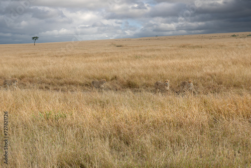 cheetah  in the vast wilderness of Africa