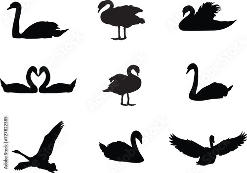 Fototapeta Naklejka Na Ścianę i Meble -  A vector collection of swans for artwork compositions