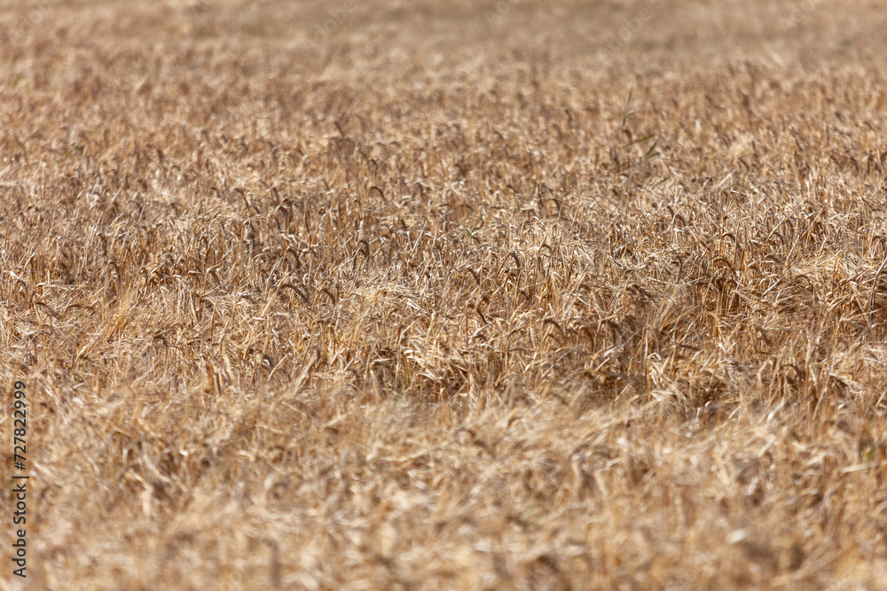 Golden Wheat Field, Bidford-On-Avon, Warwickshire, England Golden Wheat Field, Bidford-On-Avon, Warwickshire, England