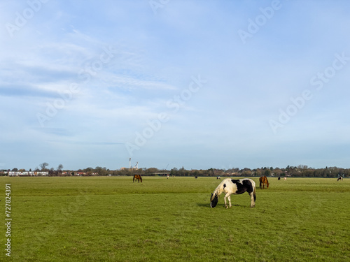 Horses and Piebald ponies grazing at sunset in Port Meadow, Oxford