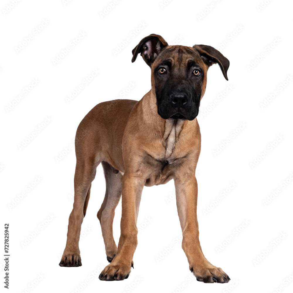 Handsome Boerboel / Malinois crossbreed dog, standing side ways. Head up, looking ahead with mesmerizing light eyes. Isolated cutout on transparent background.