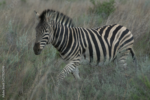 zebra in the savannah