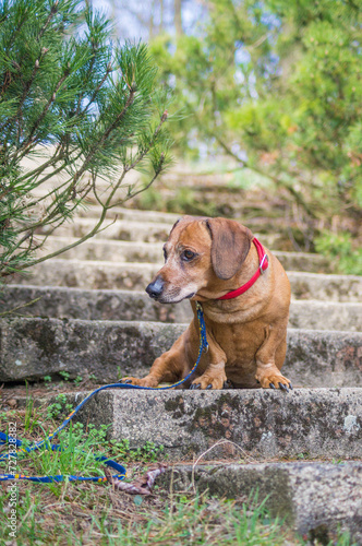 Brown puppy dachshund with red collar walking in the park and enjoying the autumn fall weather © SandraSevJarocka