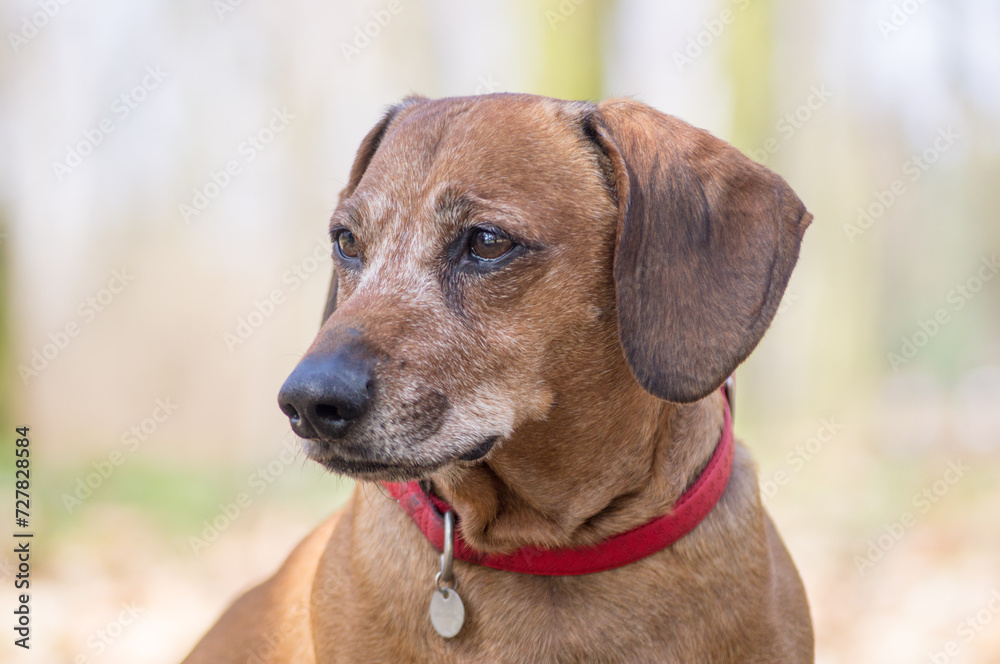 Brown puppy dachshund with red collar walking in the park and enjoying the autumn fall weather