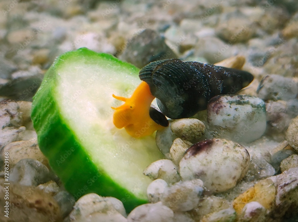 Sulawesi slaksnail (Tylomelania so. sulawesi Orange) eating cucumbers