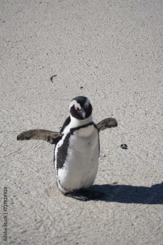 Fototapeta premium pingouin manchot plage océan