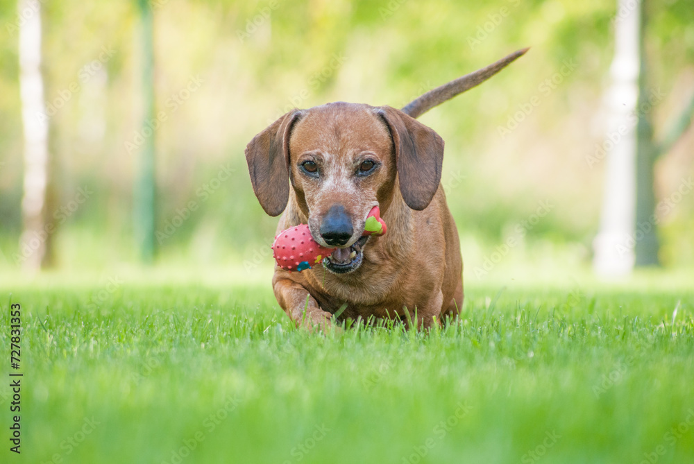 brown puppy dachshund playing in the park with ball and stick brown puppy dachshund playing in the park with ball and stick