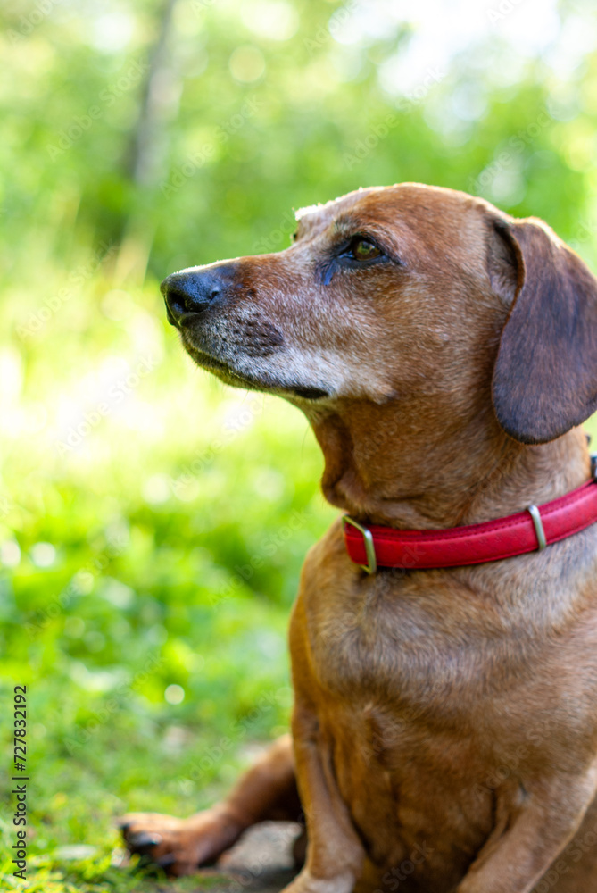 brown puppy dachshund playing in the park with ball and stick