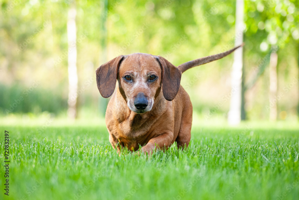 brown puppy dachshund playing in the park with ball and stick