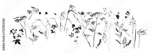 Field flowers and grasses, line drawing. Vector illustration	