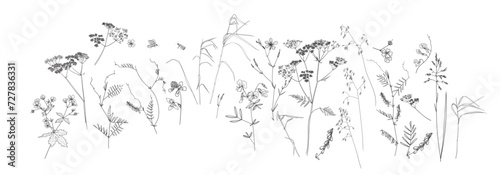 Field flowers and grasses, line drawing. Vector illustration	