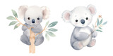 cute koala vector watercolor illustration