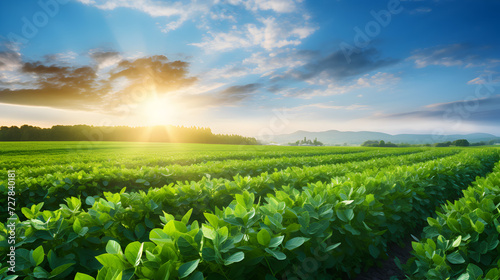 Green pea field and sunrise in the blue sky. Wide photo