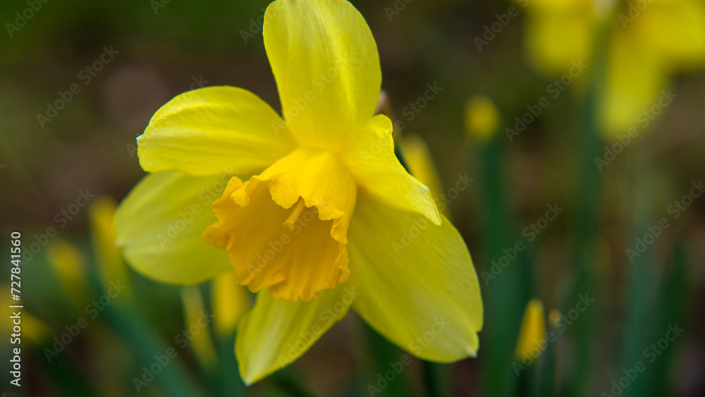 Bright spring tender yellow blooming daffodils close-up Bright spring tender yellow blooming daffodils close-up