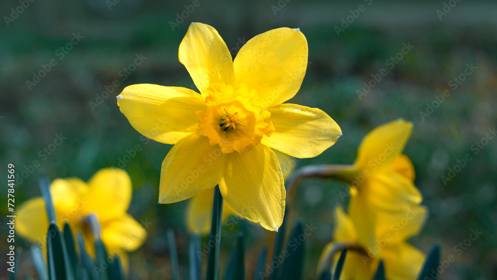 Bright spring tender yellow blooming daffodils close-up