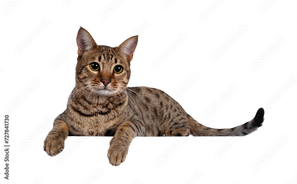 Beautiful golden brown spotted young adult cat, laying down side ways. Looking beside camera with big eyes. Isolated cutout on transparent background. Paws over edge.