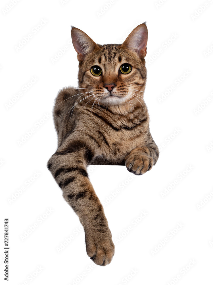 Fototapeta premium Beautiful golden brown spotted young adult cat, laying down facing front. Looking beside camera with big eyes. Isolated cutout on transparent background. Paws hanging down from over edge.