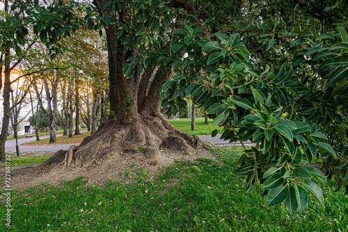 evergreen tree, Ombú (Phytolacca dioica) in Lisbon, Portugal