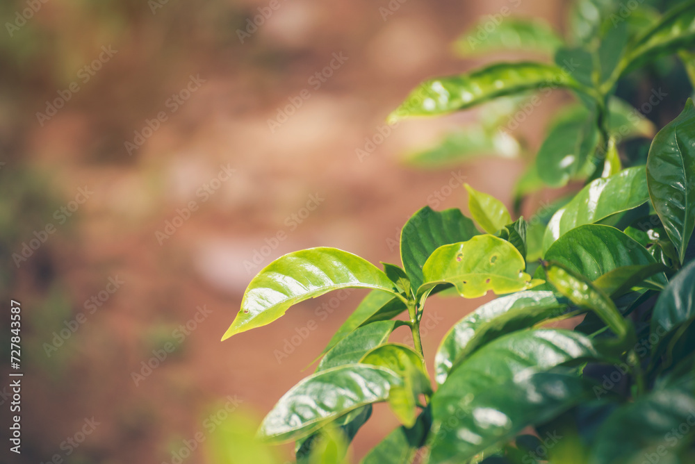 Obraz premium Banner Agriculture Green coffee tree growing berry bean plant. Coffee tree farm growth in eco organic garden. Panorama Fresh coffee bean green leaf bush berry plant arabica garden with copy space