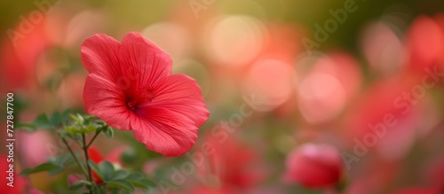Close up of Jatroph flower with blur background - Close up Jatroph flower with blur background - Close up of Jatroph flower against blurred background