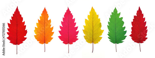 autumn leaves in a row on white background